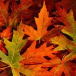 How to Clean Leaf Stains off Driveway how to clean leaf stains off driveway