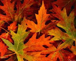 how to clean leaf stains off driveway